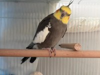 Evcil konuşan 2 yaşında sultan papağanı erkek