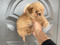 Maltipoo cinsi yavrumuz