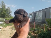 Asili karneli sağlık garantili yavrular
