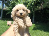 MALTİPOO YAVRULAR