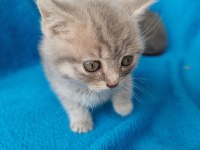 Erkek 2 aylık british shorthair