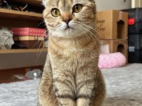 Kırık kulak scottish fold kızımıza yuva