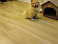 Pomeranian boo zeus