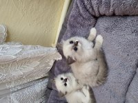Sahiplenmek İsteyenler İçin Ragdoll Yavrular