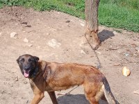 Belçika malinois köpeğimiz 4 yaşında