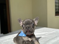 FRENCH BULLDOG ( IRK GARANTİLİ )