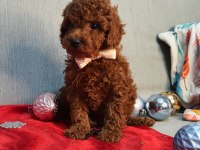 Irk ve sağlık garantili orijinal anne altından poodle