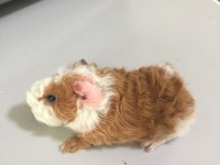 Guineapig Yavrular Aynı Gün Set Halinde Teslim Edilir
