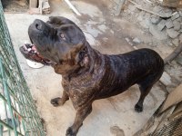 Dişi cane corso