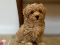 Gerçek TEACUP MALTİPOO isteyenler ulaşsın