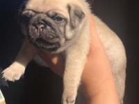 TOSPİK PUG YAVRULAR