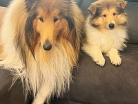 Rough Collie ( Lessie ) Yavruları