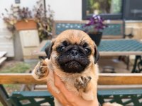 ADANA SAFKAN PUG SAHİBİNİ ARIYOR SON 3 YAVRU