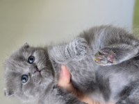 Süper kalite scottish fold yavrular