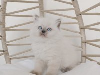 Safkan Eşsiz Güzellikte British Longhair Yavrularım