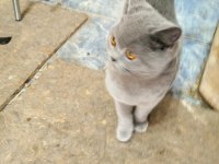 British Shorthair Erkek Yavru