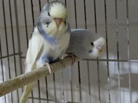 Yeni Yeme Düşen Muhabbet Kuşu Bebekler