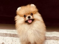 Irk Ve Kg Garantili Pomeranian Boo Yavrumuz