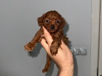 Korkan dark Brown Poodle bebekler
