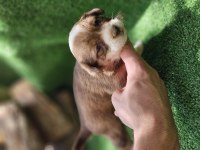 35 günlük çok sağlıklı jack russell yavrularımız