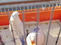 Bebek Sevda papağanı