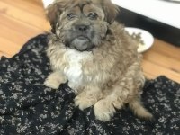 Yorkshire terrier 0 numara