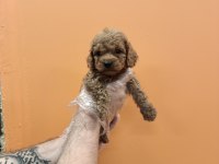 IRK GARANTİLİ MÜKEMMEL TOY POODLE YAVRULAR