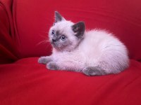 Blue point british shorthair bebekler