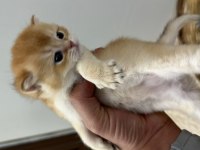 British shorthair ny 12 dişi full şecereli