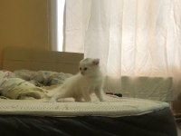 55 günlük scottish fold yavrumuz