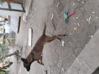 Sahibinden sahiplendirilecek köpekler