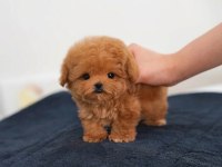 EŞSİZ GÜZELLİKTE MALTİPOO YAVRUSU 