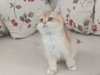 Çok güzel golden dişi british shorthair