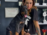 Üst düzey european doberman yavrular