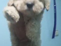 Maltipoo yavruları