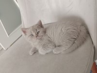 2 aylık dişi british shorthair