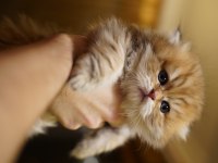 Golden British Longhair Yavrular
