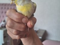 2023 Eylül ayı doğumlu agat sarı desen kanarya