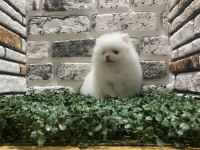 Pomeranian boo köpeğimiz