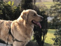 Köpeğimize yeni sahip arıyoruz