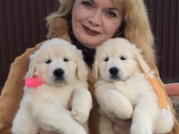 Golden Retriever Kapıda Ödeme Hizmetimiz Vardır