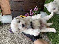 Kore maltese kilo garantili yavrular