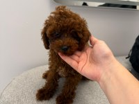 Toy Poodle 4 Aylık