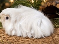 Safkan White Peruvian Bebek Ginepig