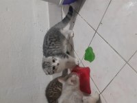 Ücretsiz scottish fold kediler