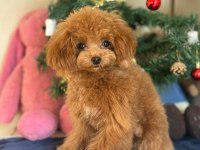 MİNİ POODLE 1.4 KG