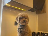 ACİL 3 AYLIK ERKEK TOY POODLE AŞILARI YAPILMIŞTIR
