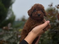 Minik poodl turtalarım yeni ailesini arıyor
