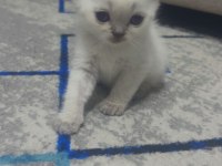 melek kedilerim ilanda