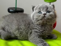 Yuvarlak Kafa Gri British Shorthair